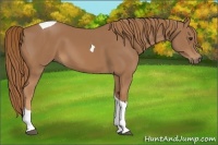 Horse Color:Chestnut Tobiano 