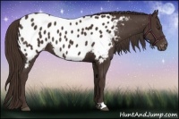 Horse Color:Liver Chestnut Near Leopard 