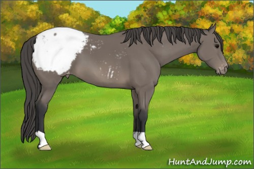 Horse Color: Brown Snowcap 