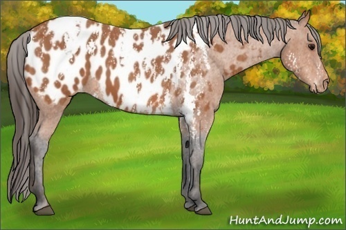 Horse Color:Bay Splash Tobiano Appaloosa  Brindle
