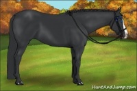 Horse Color:Black Splash 