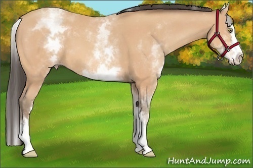 Horse Color:White Spotted Amber Champagne Splash