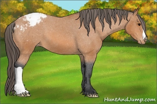 Horse Color:Bay Appaloosa