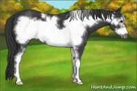 Horse Color:Black Sabino Frame 