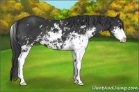 Horse Color:Black Sabino 