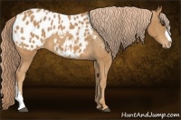 Horse Color:Chestnut Appaloosa 