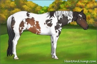 Horse Color:White Spotted Brown Tobiano 