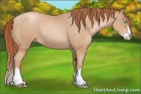 Horse Color:Buckskin Pearl Sabino Splash 