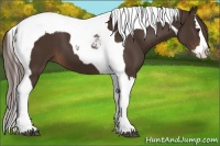 Horse Color:Liver Chestnut Splash Tobiano 