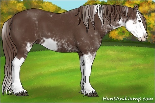 Horse Color: Liver Chestnut Sabino Splash 
