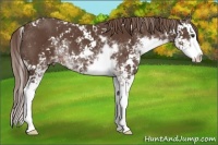 Horse Color:Liver Chestnut Sabino Splash 