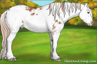 Horse Color:Liver Chestnut Sabino Splash Appaloosa