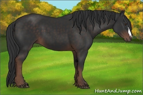 Horse Color: Liver Chestnut 