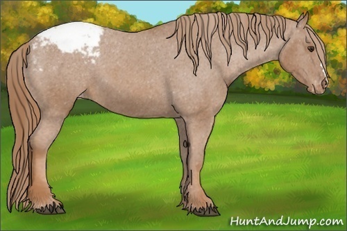 Horse Color:Chestnut Snowcap
