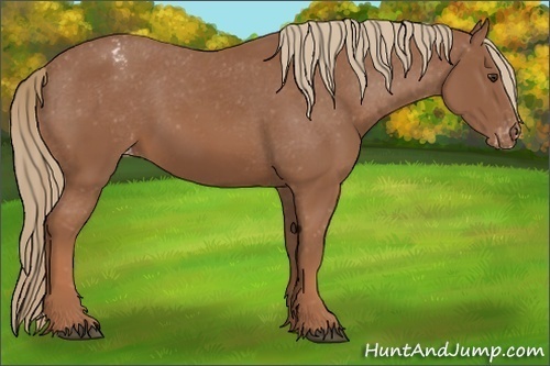 Horse Color:Chestnut Appaloosa 
