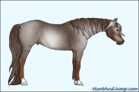 Horse Color:Gray Red Roan 