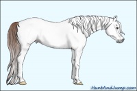 Horse Color:Gray White Spotted Chestnut 