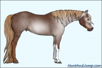 Horse Color:Gray Chestnut 