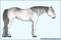 Horse Color:Gray White Spotted Bay 