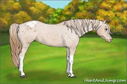 Horse Color: Chestnut Blanket 
