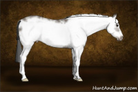 Horse Color:White Spotted Black Frame Rabicano 