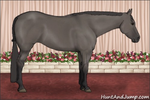 Horse Color: Buckskin Dun 