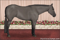 Horse Color:Buckskin Dun