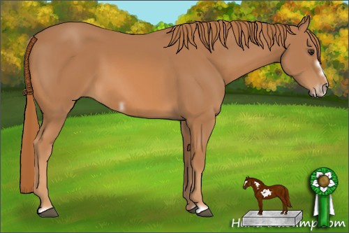 Horse Color: Chestnut Frame 
