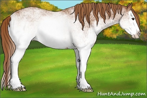 Horse Color:White Spotted Chestnut Splash 