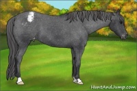 Horse Color:Black Appaloosa 