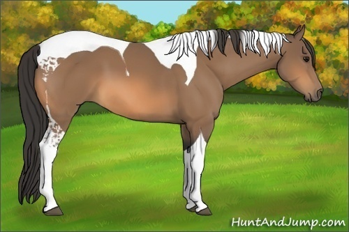 Horse Color:Buckskin Tobiano 
