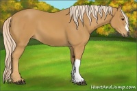 Horse Color:Palomino 