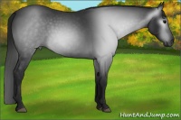Horse Color:Gray Blue Roan Sabino 