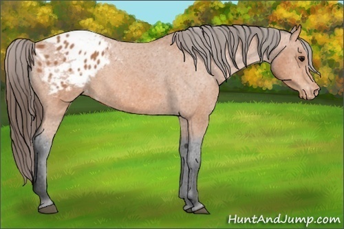 Horse Color: Bay Blanket 