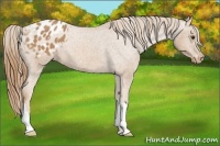 Horse Color:Chestnut Blanket 