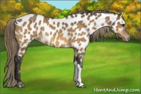 Horse Color:Buckskin Near Leopard 