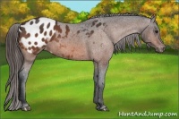 Horse Color:Bay Appaloosa 