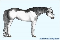 Horse Color:Gray Smoky Black Splash Frame 