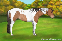 Horse Color:Bay Tobiano Rabicano
