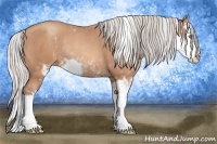 Horse Color:Silver Amber Champagne Sabino Splash Rabicano 