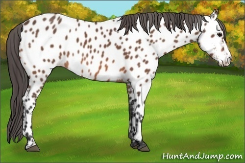 Horse Color: Bay Near Leopard 