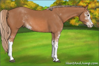 Horse Color:Chestnut Sabino 