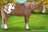 Horse Color:Chestnut Splash Appaloosa 