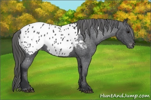 Horse Color: Blue Roan Blanket 