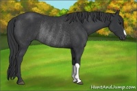 Horse Color:Black Rabicano 