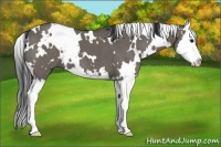 Horse Color:White Spotted Grullo Splash 