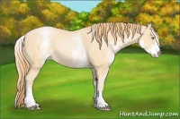 Horse Color:White Spotted Buckskin Pearl 