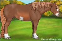 Horse Color:Liver Chestnut Frame 