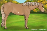 Horse Color:Chestnut Frame 