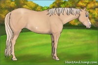 Horse Color:Gold Champagne Frame 